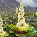 बहुउपयोगी हिमाली जडीबुटी पदमचाल (केन्जो): औषधीय गुणदेखि खेती प्रविधिसम्म