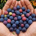 चुत्रो (Barberry): वनमै खेर गइरहेको ‘सुनौलो’ जडीबुटी, अब व्यावसायिक खेतीबाट आम्दानीको स्रोत