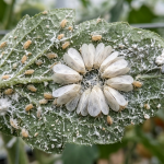 खेतबारीमा देखिने सेतो झिंगा (Whitefly): परिचय, असर र रोकथामका उपायहरू 