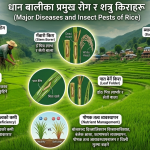 धान खेतीको सफलताका लागि पूर्ण गाइड: प्रमुख रोग, शत्रु किरा र तिनको रोकथामका विधिहरू