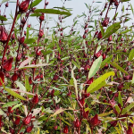 लालचन (Roselle): चिन्न नसकिएको नेपाली ‘अमृत’