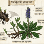 हिमाली भेगको बहुमूल्य वरदान ‘कुट्की’: यसको पहिचान, परम्परागत आयुर्वेदिक प्रयोग र अचूक औषधीय फाइदाहरू