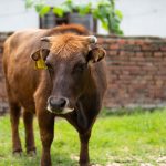 लुलु गाई: अस्तित्वको कसीमा एक रैथाने गौरव, जसलाई जोगाउनु हाम्रो पुर्खाप्रतिको सम्मान हो