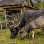 नेपालको पहाडी शान र रैथाने पहिचान: संकटमा पर्दै गएको बहुगुणी ‘पारकोटे’ भैंसी