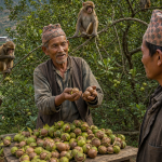म्याकाडामिया : फलभन्दा नट, तर पहाडको जमिनमा दीर्घकालीन आम्दानीको नयाँ सम्भावना