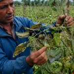 गोलभेँडाको पातमा खैरो दाग देखिँदैछ ? बर्खे डढुवाबाट बाली जोगाउन किसानले अपनाउनुपर्ने यी उपाय