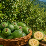 अम्बाजस्तै देखिने हरियो फल फिजुवा, नेपालका किसानका लागि नयाँ स्वादसँगै नयाँ बजार र आम्दानीको अवसर बन्न सक्ला ?