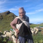 पुर्खाको पेशालाई सात दशकदेखि काँधमा बोकेका लालबिर, ८१ वर्षमा पनि भेडागोठमै सक्रिय