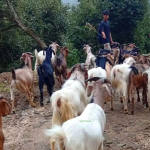 यातायातको पहुँचसँगै काठमाडौँ पुग्न थाले भोजपुरका ‘खसीबोका’