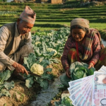 कृषकलाई करिब पाँच करोड अनुदान वितरण गरिँदै