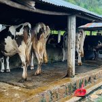 अनुदानले व्यावसायिक पशुपालनमा वृद्धि