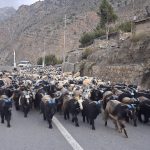 हिउँ छिचोल्दै दसैँको बजारतर्फ झरे एक हजार बढी भेडाच्याङ्ग्रा, डोल्पाबाट सुरु भयो मुस्ताङको चहलपहल