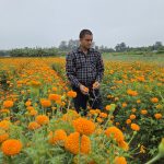 तिहारलक्षित सयपत्री फूलखेतीमा जमेका विष्ट