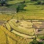 दसैँ एकातिर, धान भित्र्याउने चटारो अर्कातिर