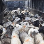 १५ वर्षदेखि दसैँमा आमाको हातको टीका छैन, सहरको खुसीका लागि हिमालका व्यापारीको चाड बाटोमै बित्छ