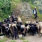 पोखरा आइपुग्यो डोल्पाका भेडाच्याङ्ग्रा