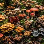 जङ्गली च्याउ खाँदा एक जना बालिकाको मृत्यु