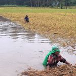 असिनासहितको वर्षाले घोडाघोडीको धानबालीमा क्षति