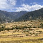 मार्सीधानले पहेँलपुर बने जुम्लाका फाँट, बाली भित्र्याउन किसानलाई चटारो