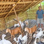 वैदेशिक रोजगारी छाडेर गाउँमै बाख्रापालनमा रमाउँदै लक्ष्मीप्रसाद