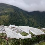 हुरीले च्यात्यो गोलभेँडाका टनेल, ठूलोलुम्पेकका किसानलाई लाखौँको क्षति