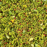 पहाडको वनमा पाइने सिलटिमुर, किन छ यति विशेष ?
