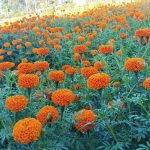 दाङमा तिहारका लागि फूल तयार